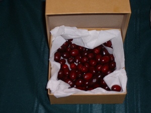 dogwood cherries.jpg